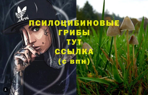 ПСИЛОЦИБИНОВЫЕ ГРИБЫ Алексин